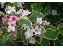 ������� ������.jpg