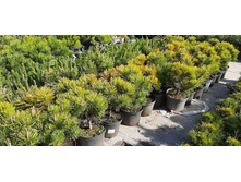 ����������� viber 2021-06-02 13-13-10.jpg