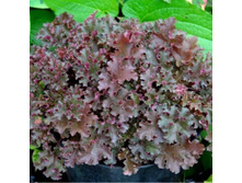 ������� ��������� ������� �����.jpg