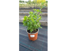 ����������� viber 2021-06-03 10-07-09.jpg