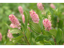 ������ ������������ ���� �����.jpg