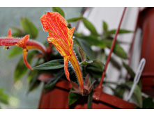 �������� Lawa Flow - 150 ���.