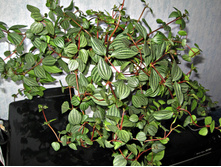 ��������� ������� - 100 ���.