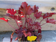 ������� ��� ������