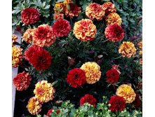 ���������� �����