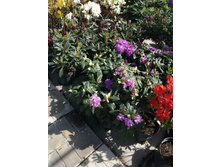 ����������� viber 2021-06-02 13-09-33.jpg