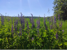 IMG 20210619 105113-01.jpeg