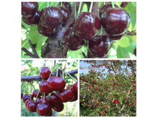 �����, ���������, 1-2 ����, �2, 350 ���