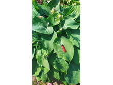 IMG 20210616 144444.jpg