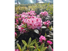 ����������� viber 2021-06-02 13-09-18.jpg