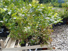 ����������� viber 2021-06-09 16-47-39.jpg