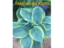 2020-06-09 12-48-50.PNG