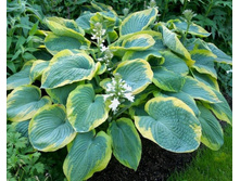 ����� Frances Williams.jpg