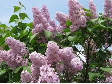 ������ �������.jpg