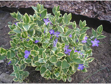 �������� ����� VARIEGATA.jpg