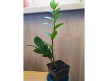 ������������ 250�.