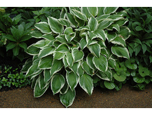 ����� �� ����.jpg