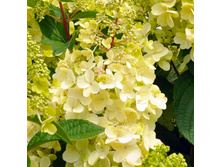 ��������� ����������� Candlelight ���������.jpg