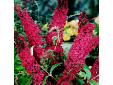 ������� ������ ���� ���.jpg