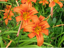 �������� ��������� Hemerocalis.jpg