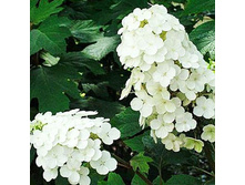 ��������� ����������� �����.jpg