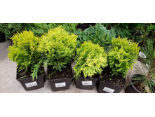 ��� ������