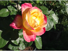 ������� ������ ��������