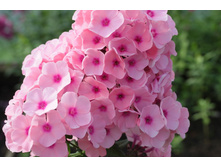 ����� ����������� �������.jpg