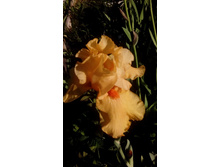 IMG 20210606 172340.jpg