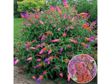 ������� ������ ������ �����.jpg