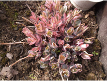 ������ �����