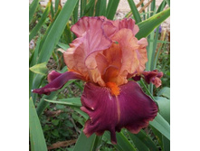 ���� ���������� IMPERATOR.jpg