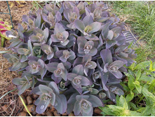 ������ ��� �������