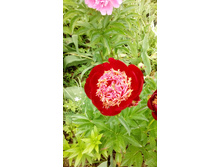 IMG 20210609 120801.jpg