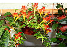 �������� Early Bird - 150 ���