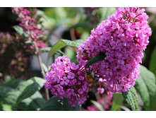 ������� ������ ���� ������.jpg