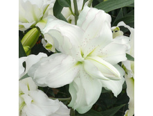 ���� �� �����