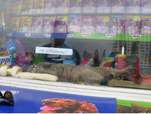 �� �������! �������� ��������!