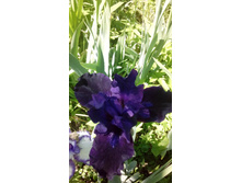 IMG 20210604 105720.jpg