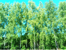 20210619 ��� ������ ����� 091041.jpg