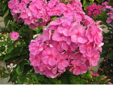 ����� ����������� �������� �������.jpg