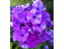 ����� ����������� ����������.jpg