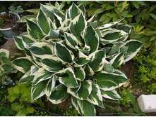 ����� �������.JPG