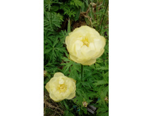 IMG 20210609 120726.jpg