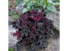 ������� ��������� �����.jpg