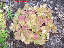 ������� ��������� Crista ������.jpg