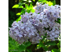 ������ ���� ����� ����.jpg