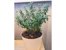 ���� ��� ������  350�.