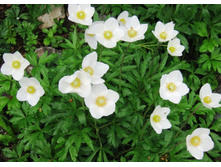 ������� ������ SNOW WHITE.jpg