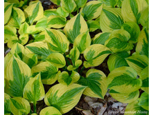 ����� Summer Breeze.jpg